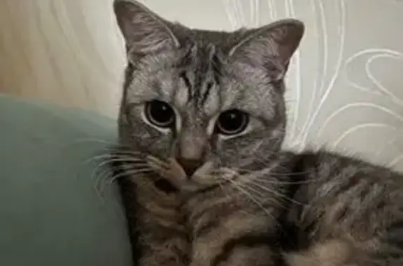 Пропала кошка Мия, Змеинка, Владивосток