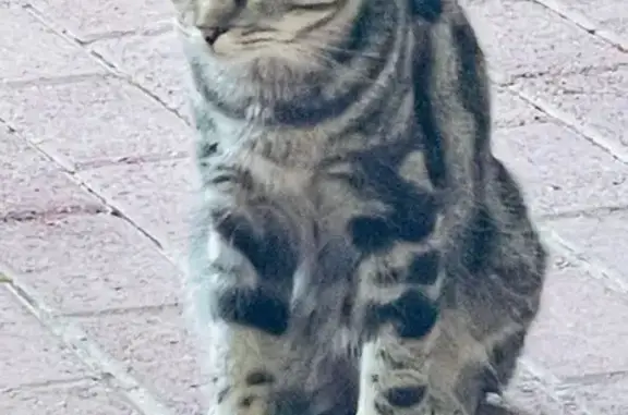 Кошка найдена: Дачная ул., 3В, Ставрополь