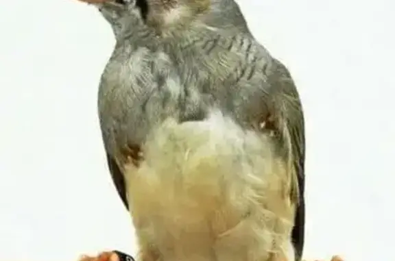 Пропала птица, Берёзовая ул. 7, Чехов