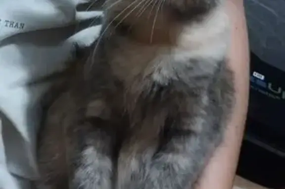 Пропала кошка на ул. Фрунзе, Новочеркасск