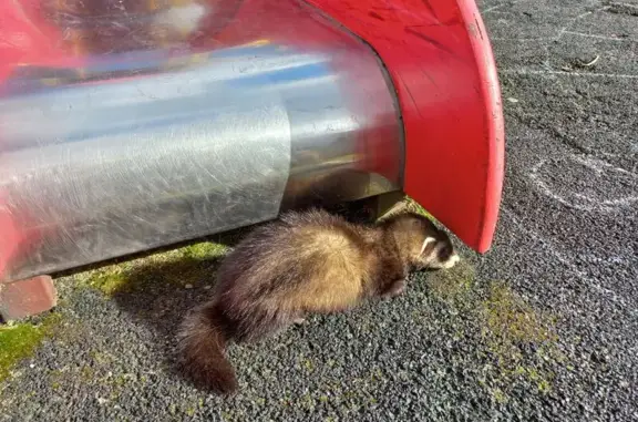 Хорек найден в Гидроузле, МО