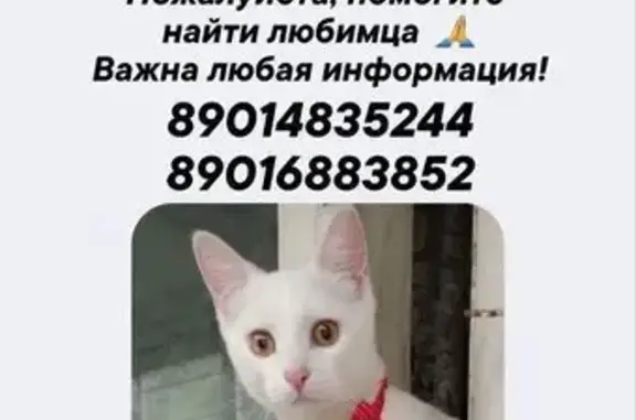 Пропала кошка, ул. Лётчика Лазарева, 6
