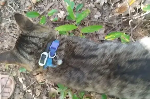 Найдена кошка, Чувашский Сускан, фото: Кот с ошейником на Набережной улице