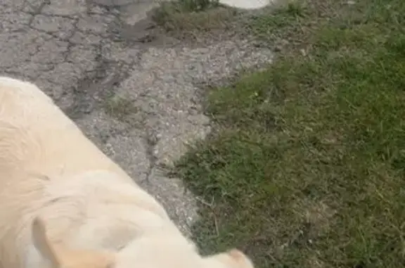 Белая собака найдена в Заовражном, Чебоксары