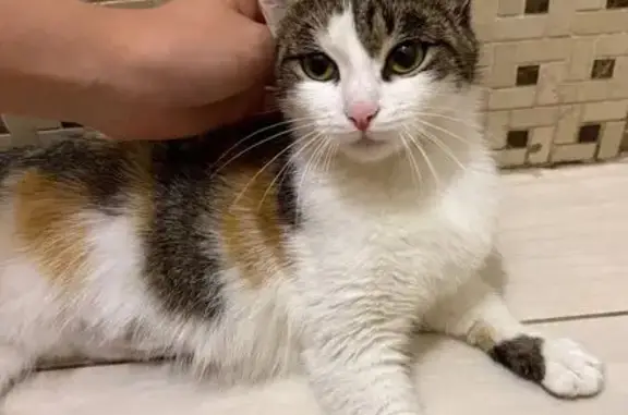 Кошка найдена, Краснодарская ул., Красноярск