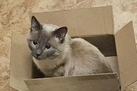 Пропала кошка, ул. Кошевого 31, Котлас