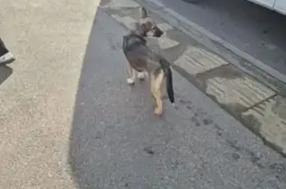 Собаки потеряшки, Кострома, фото: Собака найдена у ценореза, Костромская 86