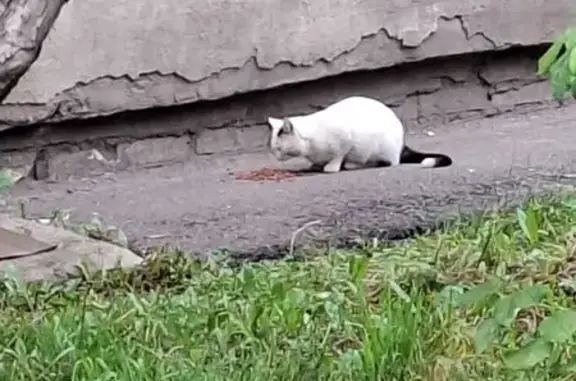 Найдена кошка, Красноярск, фото: Найдена кошка, ул. Партизана Железняка