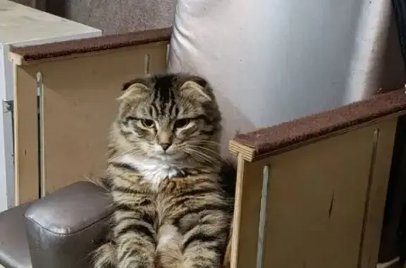 Кошки потеряшки, Оренбург, фото: Потеряшка кошка, ул. Зиновьева 103, Оренбург