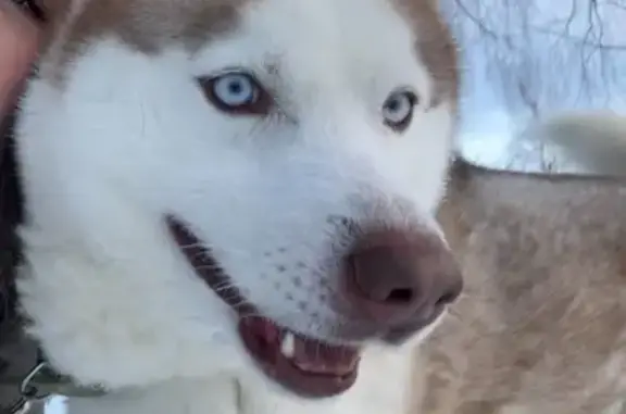 Собаки потеряшки, Белебей, фото: Потеряшка хаски Тайсон, ул. Донского 22/1