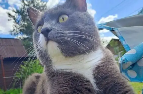 Пропала кошка, Колтуши