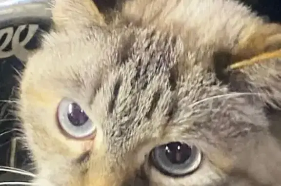 Пропала кошка на Маяковского, 7, Сыктывкар