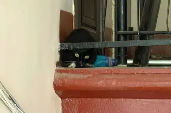 Кошка найдена на Дибуновской 53, СПб