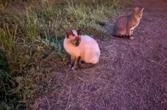 Найдена кошка, Санкт-Петербург, фото: Сиамская кошка найдена на Большевиков, 33