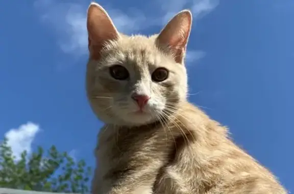 Кошки потеряшки, Улан-Удэ, фото: Потеряшка кошка, ул. Смолина, 20, Улан-Удэ