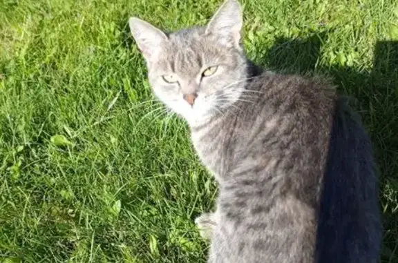 Найдена кошка, , фото: Кошка найдена: Уфа, Башкортостан