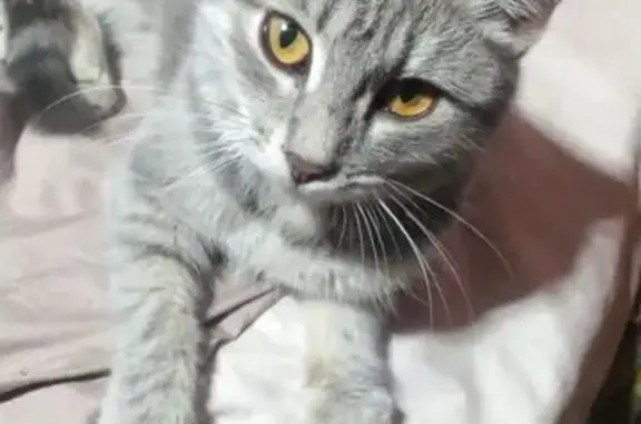 Найденные животные Нижний Тагил, фото: Котенок найден на Набережной, 21, Н. Тагил