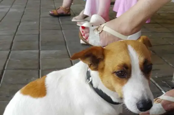 Найдена собака, Сочи, фото: Собака найдена: ул. Просвещения, Сочи