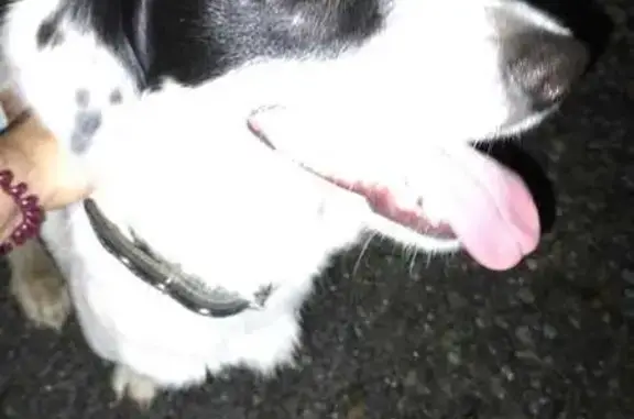 Собака найдена: ул. Аллилуева 6, Владивосток