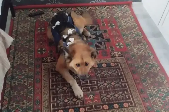 Пропала собака, Уфа, Башкортостан