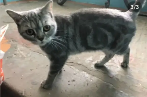 Пропала кошка на Строителей 51а, Нефтекамск