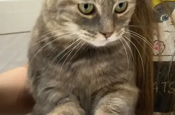 Пропала кошка, Большевистская 129/1А