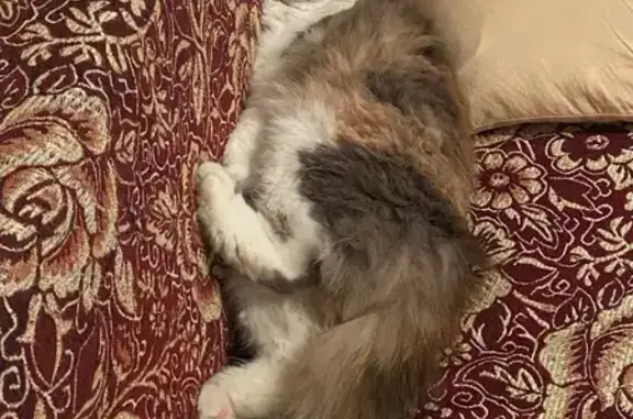 Пропала кошка в Ишмухаметово, Башкортостан