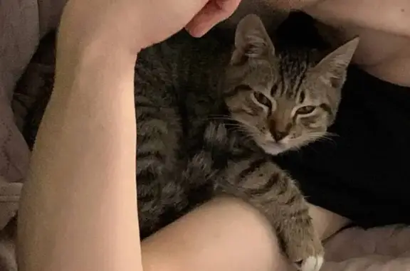 Кошки потеряшки, Елец, фото: Потеряшка котенок, Елец, ул. Стадионная, 28