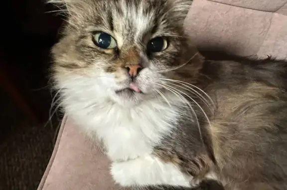 Пропала кошка, ул. Строителей, Новосадовый