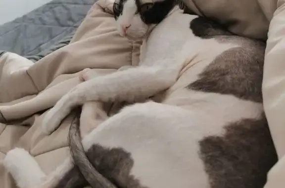 Кошки потеряшки, Калачинск, фото: Потеряшка кошка, 12-я Заовражная, 1, Калачинск