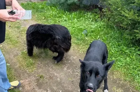 Найдена собака, Московская область, фото: Собаки найдены у деревни Алешино, МО