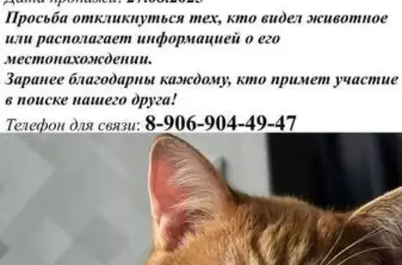 Кошки потеряшки, Норильск, фото: Потеряшка котик, ул. Мира, 1 к5, Норильск