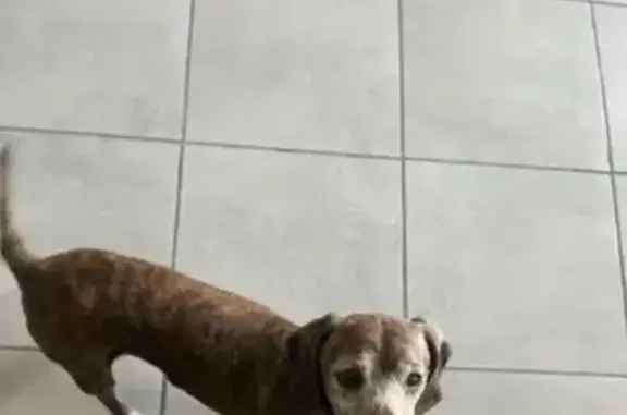 Найдена собака, ул. Энергетиков, Тюмень