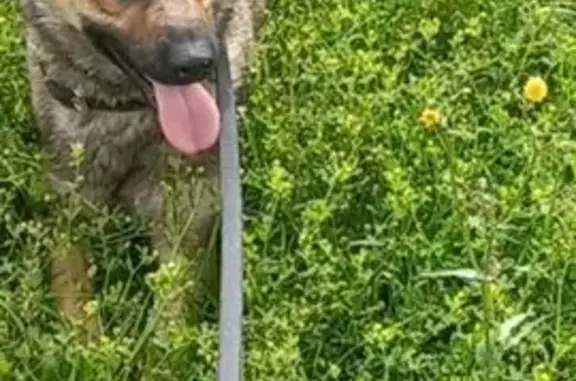 Пропала собака, Весенняя ул. 19, Горки