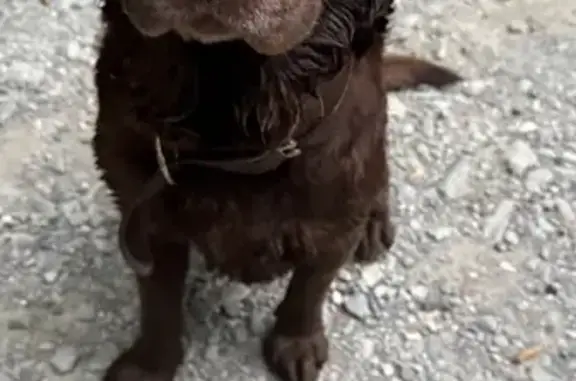 Найдена собака, Краснодарский край, фото: Собака найдена на Измайловской ул.