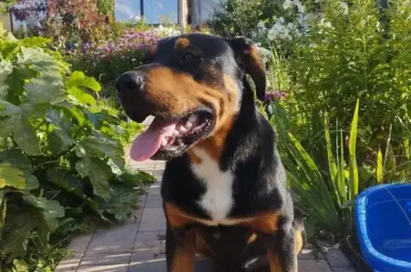 Найдена собака, Крюково, фото: Собака найдена в Крюково, 46Н-12458