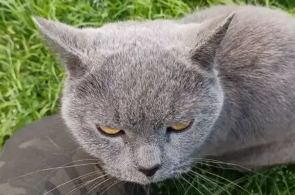 Найдена кошка, Выльгорт, фото: Кошка найдена, Шоссейная ул., Выльгорт