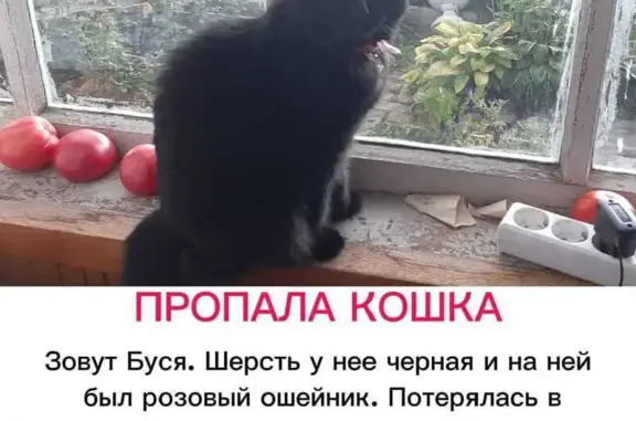 Кошки потеряшки, Новосибирск, фото: Потеряшка кошка, ул. Богаткова, 192/2