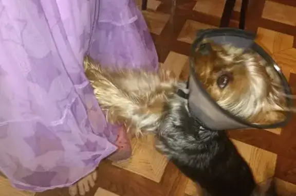 Пропала собака, ул. Ромашина 34, Брянск