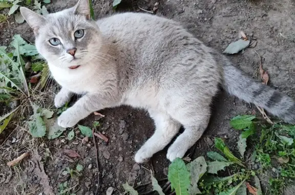 Пропала кошка, Пермь, 4-я Запрудская, 37