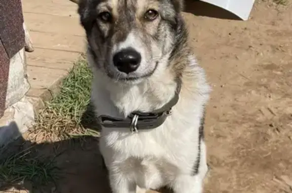 Собаки потеряшки, Пермский край, фото: Потеряшка собака, Березники, Пермский край
