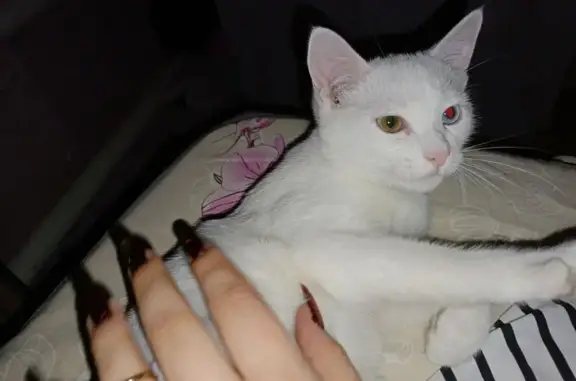 Кошки потеряшки, Оренбург, фото: Потеряшка кошка, Октябрьская 124, Оренбург