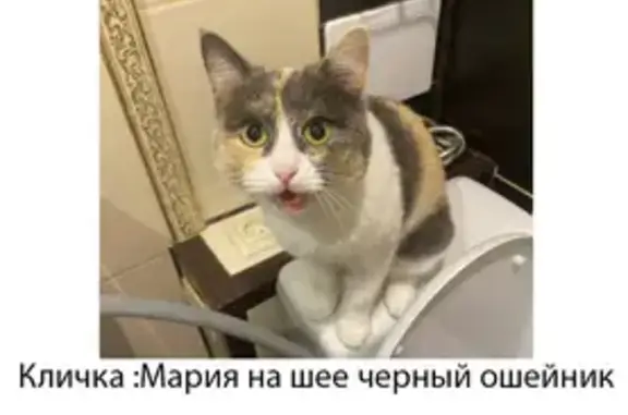 Пропала кошка, Союзная ул. 101, Ижевск