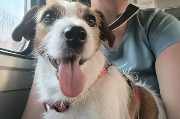 Пропала собака Мира, ул. Воронова, Крск