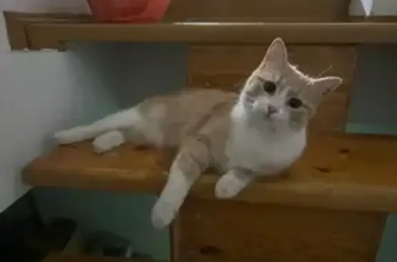 Пропала кошка в Звенигороде, МО