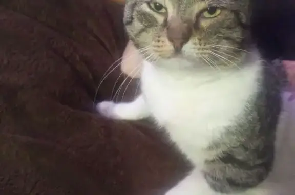 Кошки потеряшки, Пестово, фото: Потеряшка кошка, ул. Соловьёва, 42В