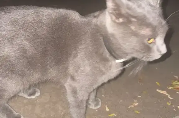 Кошка найдена в парке Черевичкина, Советская