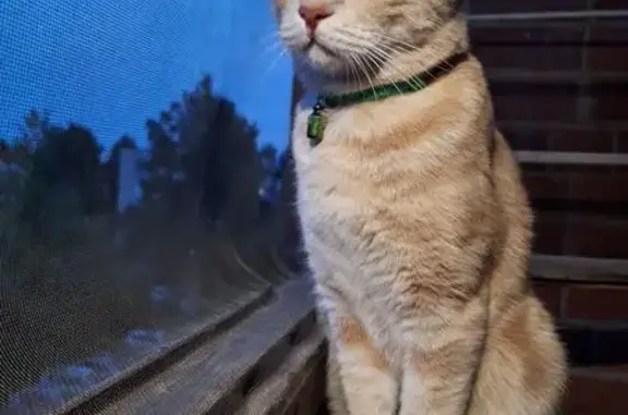 Пропала кошка, ул. Колхозников, 52