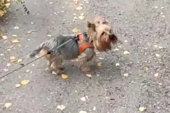 Собаки потеряшки, Курган, фото: Потеряшка собака Бони на пр. Голикова, Курган