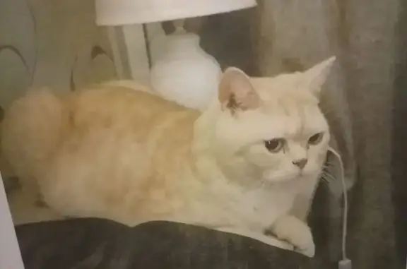 Пропала кошка в СНТ Камень, Семилужки - photo